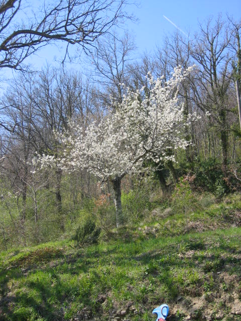 kersenboom in bloei op Faranghe!