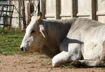 enorme Marchesiaanse koe of stier? dichterbij durfden we echt niet