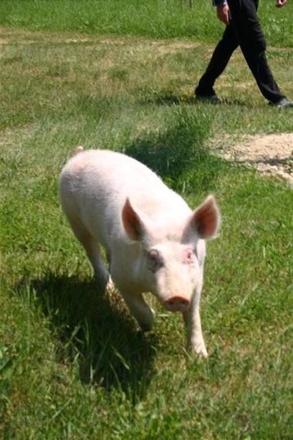 lief varken galoperend als een veulen