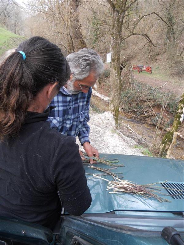 les in het schoonmaken van wilde asperges